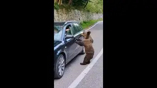 Запрет на кормление медведей в Румынии! #Новости #Европа