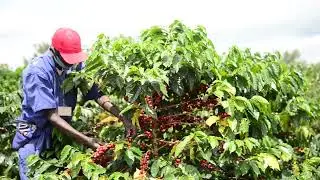 Sake Farm Activities During Covid-19