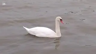 Watching the Swans, Ducks and Seagulls on the Lake