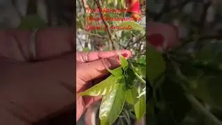 beautiful amazing चमेली  फूल🌸🌿🌸 #botany #description of jasmine flower #youtubeshorts #viral