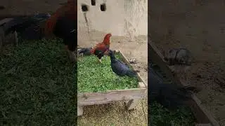 top quality shamooaseel pair #roosterfarm #birds #aseelmurga #aseellovers #shamooaseel