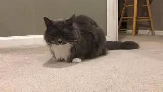 Cat Reverse Sneezing