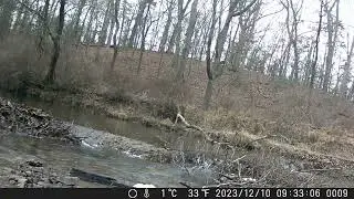Good Looking Blue Heron