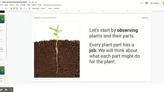 Lesson 2.1 - Plant and Animal Relationships - Google Slides