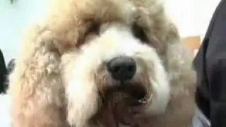 How to Groom A Rescue Dog, The Wizard of Paws Grooming School
