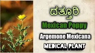 ದತ್ತೂರಿ, Mexican Poppy, Argemone Mexicana