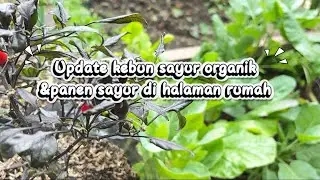 Update tanaman sayur organik di musim penghujan #panenpanensayurorganik