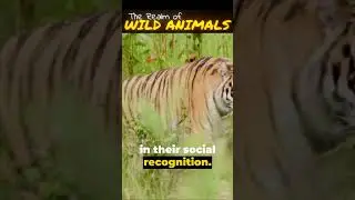 Stripes Unleashed: The Unique Patterns of Tigers