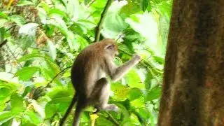 Thomas leaf monkeys in Bukit Lawang