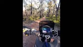 The Bush pig chewing up some trails #bushpig #dr650 #suzukidr650 #djiaction4 #dji