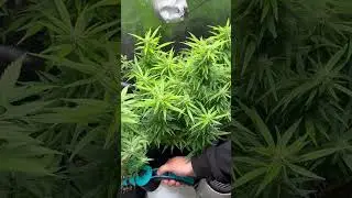 Woche 4 der Bl&uuml;tephase #cannabisdaily #cannabisgrowers #germany #growerscommunity  #cannabis #ai