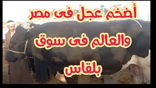 وتحدى أضخم عجل بقر لحم فى مصر والعالم سوق بلقاس للمواشى