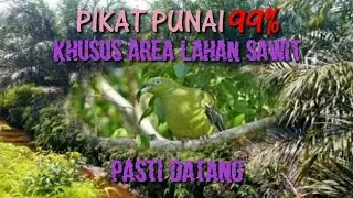 PIKAT PUNAI AREA KEBUN SAWIT