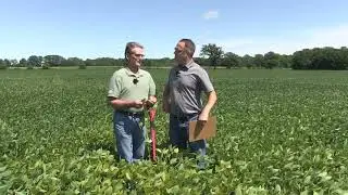 Soybean School: Managing manganese deficiency