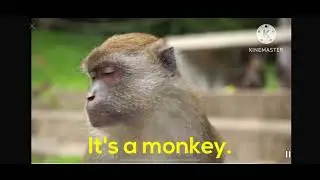 Picture Pad Monkey 