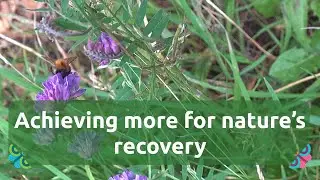 Mills & Reeve and Make It Wild: Driving nature's recovery in UK ecosystems