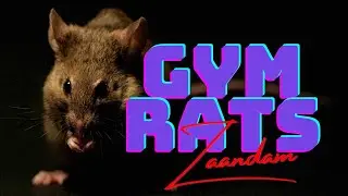 Gym Rats III - Zaandam