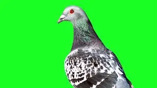 Pigeon green screen video