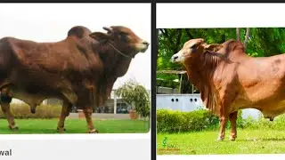 ABS Vs SAG || TOP SAHIWAL BULL COMPARISON || 🐄 DESI BREED 🐄 BABBAR  VS  20183 #breeding #sahiwalcow