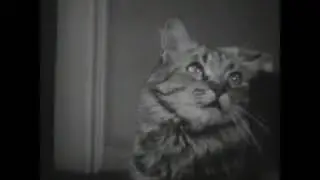 A Cat's World