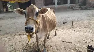 indian cow indian cow, indian cow breeds, indian cow videos, indian cow farm, indian cow sound,