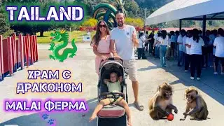 Ча-ам, храм с драконом и малай ферма 🐾