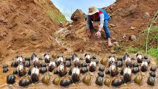 amazing fishing! a fisherman today catch snail a lot coming out on the road flooding in my village