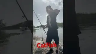 Catfish nuggets next 🐠 #florida #fish #catchandrelease #freshwaterfish #miami #catchandcook #wtf