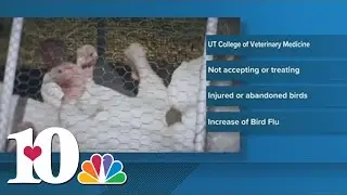 Bird flu outbreak prompts public health warnings, safety measures in Tennessee