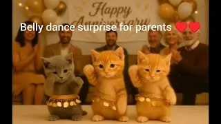 Three Kittens belly dance surprise for parents | Cutest kittens ever! #cute #cat #funny #cutecat 