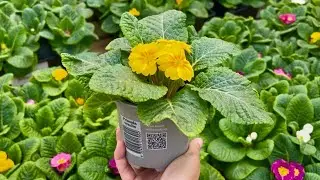 Polyanthus in Bloom &ndash; A Colourful Winter Stroll