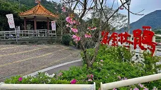 2025 Wan Jin Azalea Festival (with a Unique Azalea Art Gallery)