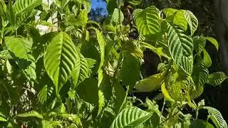 Naples Zoo Backyard Habitat & Butterfly Garden Tour