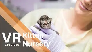 A Kitten Nursery at Best Friends Animal Society 360/VR