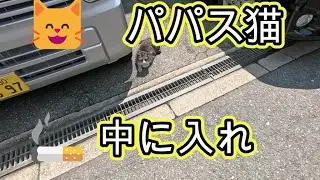😸　パパス猫　🚬　中に入れ　🤣　抱っこ　おさわり　猫 ネコ　喧嘩　好き　野良猫　食事 タイム