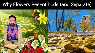 Why Flowers Resent Buds (and Separate)