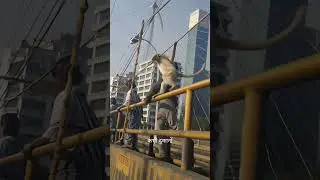 bandar vlog video 🤡#shorts #youtubeshorts #aishorts #ai