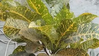 🌺 Har Phool Ki Kahani | Bloom with Nidhi LIVE 💚