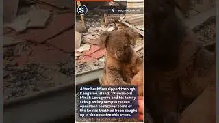Teen Rescues Koala Singed in Kangaroo Island Bushfires