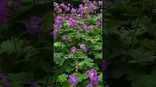 Просто, но эффектно