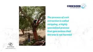 CorkSorb