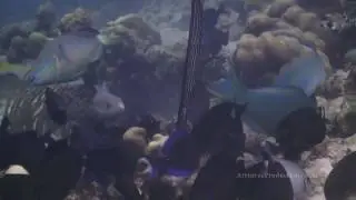 The Great Oceans Interviews Biologist Jerry Ligon
