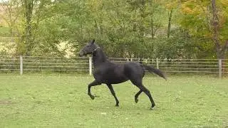 CROOKED RUN SAMMI SUE: Morgan Mare For Sale