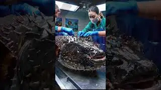 Pufferfish Rescue: Saving a Giant Pufferfish From Plastic Pollution #animals #wilderframe #seal