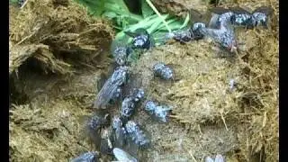 flies on dung