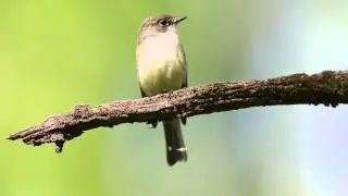 Least Flycatcher