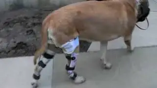 Dog Knee Brace. WOW!!! AOC PET