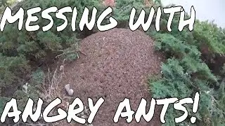 Giant Ant Mound Experiments