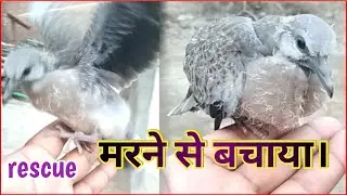 RESCUE OF PEGION BIRD| BIRD RESCUE | HOW TO RESCUE TO BIRDS| SAVING A BIRD |SHAILESH SHIKSHA|