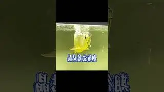 In Love and Expecting the Fruits of Love #FishWatching #Arowana #FishKeepingDiary
